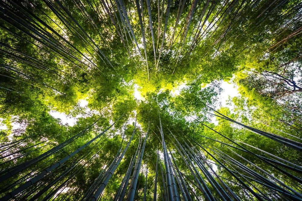 Floresta de bambu — certificação FSC de cadeia de custódia e manejo florestal